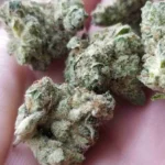 Buy GG4 Marijuana Strain UK