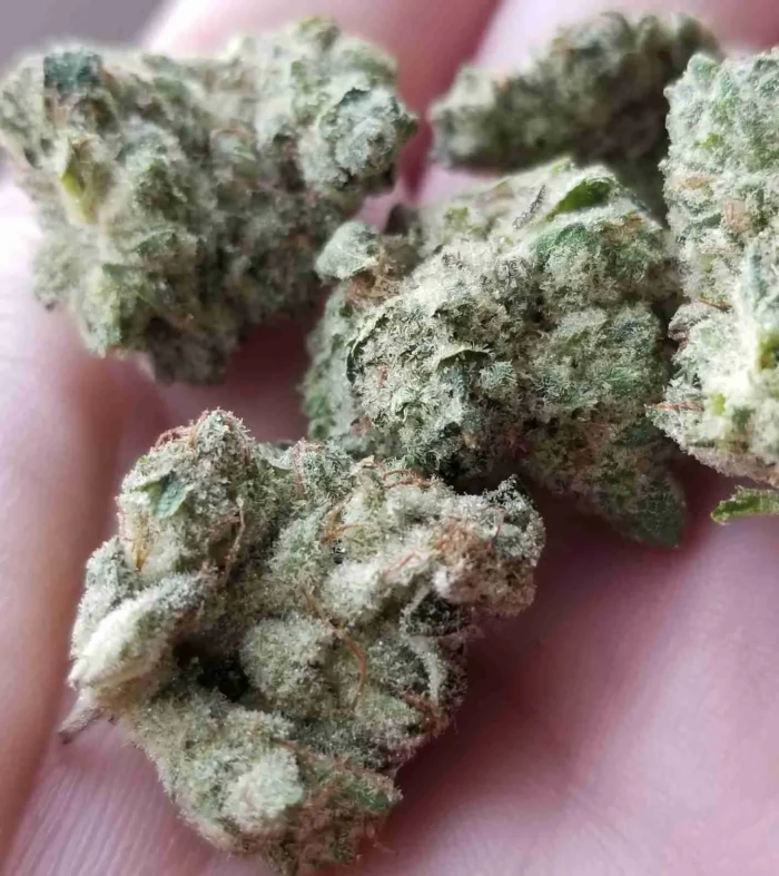 Buy GG4 Marijuana Strain UK