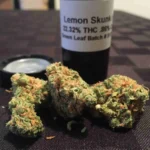 Lemon skunk strain
