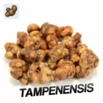 Buy SCLEROTIA TAMPANENSIS (15 GRAMS)  UK