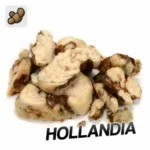 Buy PSILOCYBE HOLLANDIA TRUFFLES (15 GRAMS) UK