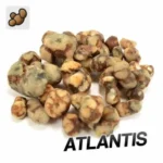 Buy ATLANTIS TRUFFLES (15 GRAMS) UK