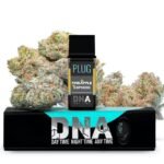 PLUG DNA Pineapple Express Pod