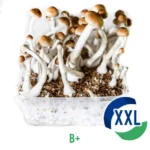 Buy B+ XL Mycelium box - 2100 ML UK