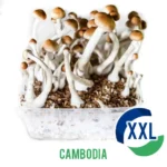 Buy Cambodia XL Mycelium box - 2100 ML UK