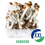 Buy Hawaiian XL Mycelium box - 2100 ML UK