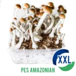 Buy PES Amazonian XL Mycelium box UK